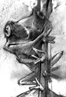 Иллюстрация к рассказу «Маленький трактат о лягушке и лягушатнике»